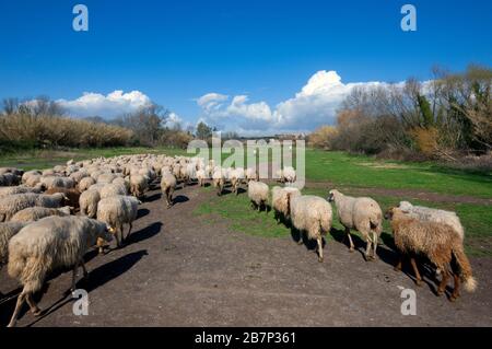 Rebaño de ovejas en el Valle de Caffarella, Parque Regional de Appia Antica, Roma, Lazio, Italia Foto de stock