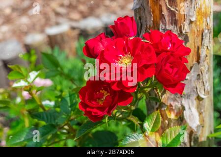 Peonía verde, color rojo. Fondo teñido de preciosas flores rojas en el jardín. Peonía herbácea con espacio de copia