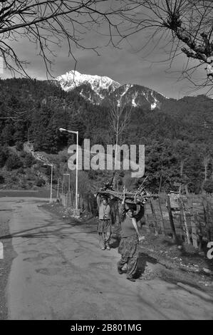 Mujeres portadoras de leña, Pahalgam, Cachemira, Jammu y Cachemira, India, Asia Foto de stock
