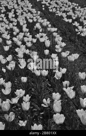 Indira Gandhi Memorial Tulip jardín de flores, Srinagar, Cachemira, Jammu y Cachemira, India, Asia Foto de stock