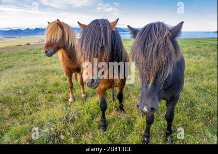 Divertidos ponis de islandia con un elegante peinado pastando en un pasto en el norte de Islandia