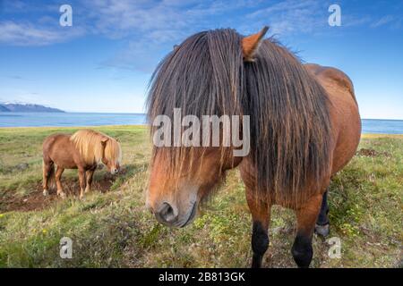 Divertidos ponis de islandia con un elegante peinado pastando en un pasto en el norte de Islandia