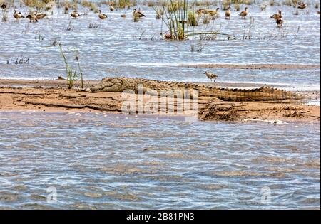 Los cocodrilos juveniles se bañan por el sol de la tarde en un piso de barro en medio del río Zambezi