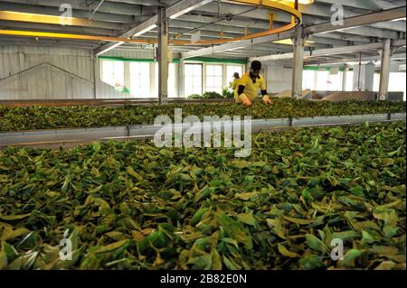 Sri Lanka, Nuwara Eliya, fábrica de té Damro, secado de hojas de té Foto de stock