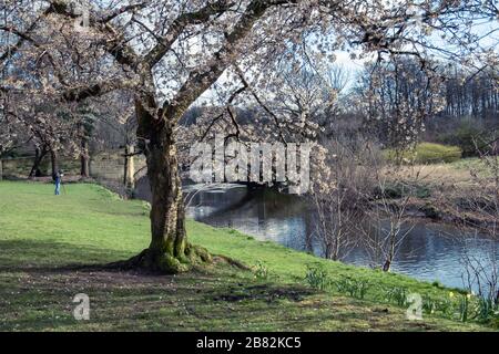 Glasgow, Escocia, Reino Unido. 19 de marzo de 2020. Clima en el Reino Unido: Tarde soleada en el Pollok Country Park. Crédito: Skully/Alamy Live News