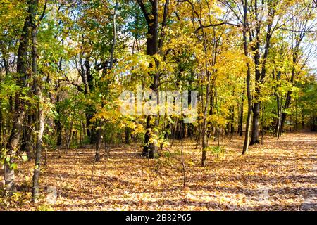 Paisaje otoñal. Coloridos árboles a lo largo de la pasarela en el bosque deciduo en un día soleado de otoño. Lysa Hora, Kiev, Ucrania. Foto de stock