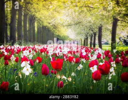 Cambridge primavera tulipanes y narcisos Foto de stock