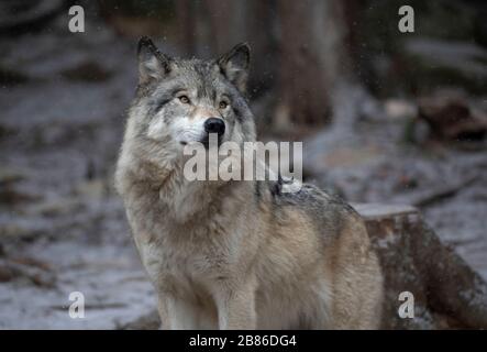 Un solitario Timber Wolf o lobo gris Canis lupus caminar en la nieve del invierno en Canadá