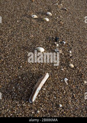 Las conchas de mar se lavaron en la costa de Sandilands Beach, Lincolnshire, Reino Unido Foto de stock
