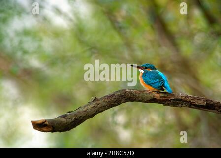 Kingfisher común - Alcedo Atthis sentado y la caza en la rama. Pájaro azul y naranja sobre el agua. Foto de stock