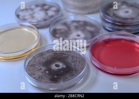 Cultivo microbiológico en una placa de Petri para la investigación de biociencias farmacéuticas. Concepto de ciencia, laboratorio y estudio de enfermedades. Coronavirus (COV