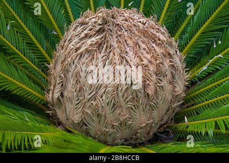 diagrama de cono hembra de cycas