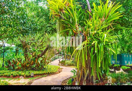 Pasee por el estrecho callejón curvo del jardín de orquídeas, disfrute de la sombra y la exuberante vegetación, el parque Rajapruek, Chiang Mai, Tailandia