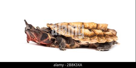 Mata Mata, Chelus fimbriata, tortuga, aislada sobre blanco Foto de stock