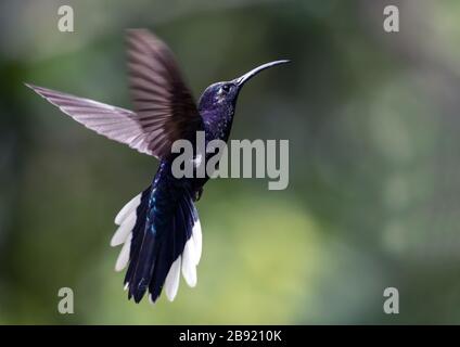 Cierre de colibrí macho Violet Sabrewing en vuelo,Panamá. El nombre científico de este ave es Campylopterus hemileucurus Foto de stock
