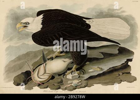 Placa 31 Águila de cabeza blanca, Adulto, del folio aves de América  (1827–1839) por John James Audubon - imagen editada de muy alta resolución  y calidad Fotografía de stock - Alamy