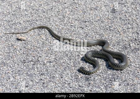Western Whip Snake (Coluber viridiflavus) en una carretera en Cerdeña Foto de stock