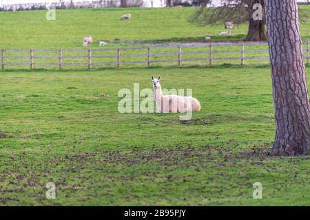 Las hermosas Alpacas vagando por el campo. Foto de stock