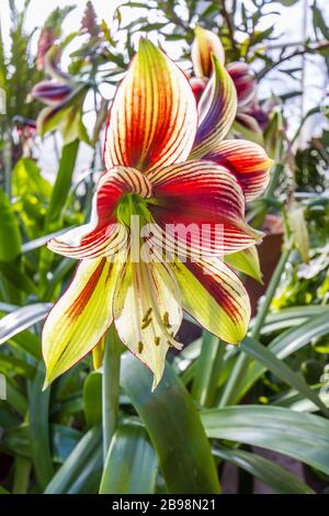 Flores de mariposa amarilis fotografías e imágenes de alta resolución -  Alamy