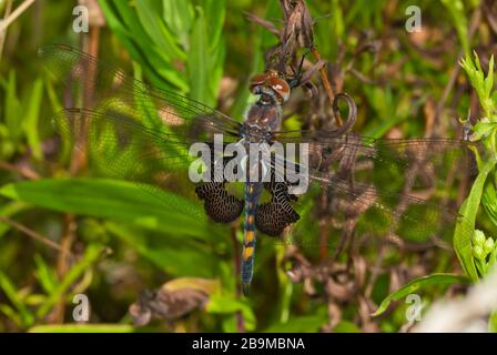 Una libélula negra de alforjas, Tramea lacerata, aferrada a la vegetación seca en el este de Ontario, Canadá Foto de stock
