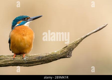 Macho kingfisher descansando en una rama contra un fondo tranquilo y uniforme de un lecho de caña distante Foto de stock