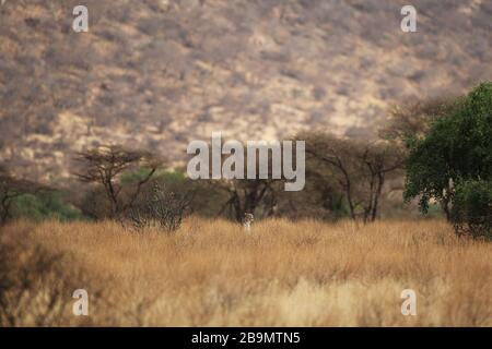 Un guepardo explora sus alrededores en medio de hierba seca y alta. Reserva Nacional Samburu, Kenia. Foto de stock