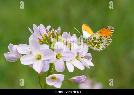 Mariposa de punta Naranja (cardamines Anthocharis) sentada en las primeras flores de primavera Foto de stock