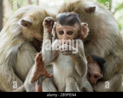 Macaque indio (Macaca leonina). Un lindo macaque chino cub sentado en el primer plano frente a una familia en un tronco de árbol en la zona de Angor Wat te Foto de stock