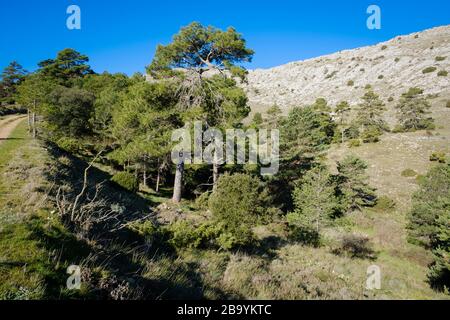Pino Austríaco (Pinus nigra salzmannii). Parque Natural de Els Ports. Cataluña. España. Foto de stock