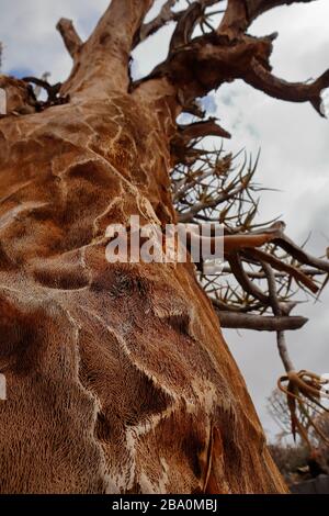 Detalle del interior esponjoso de un árbol de alcozadores muertos en el bosque de árboles de alcozadores cerca de la ciudad de Nieuwoudtville, Provincia del Cabo Norte, Sudáfrica