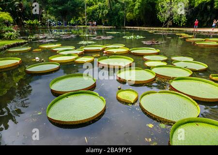 Grandes hojas verdes de lirios Victoria (Victoria amazonica), estanque Lago Frei Leandro, Jardín Botánico (Jardim Botanico), Zona Sur, Río de Janeiro