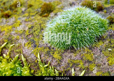 Grimmia (grimmia pulvinata), también conocida como musgo erizo, cerca de un solo mechón de musgo en el borde de un bloque de arenisca. Foto de stock