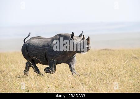 La imagen del rinoceronte negro (Diceros bicornis), Masai Mara, Kenia, África Oriental, África Foto de stock