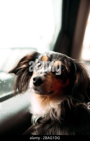 Una cruz entre la raza de perros Chihuahua y Dachshund, esta Chiweenie marrón y naranja mira hacia atrás con sus ojos desde el asiento de la ventana