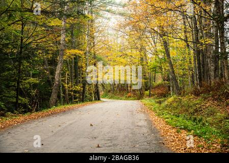 Camino de campo vacío y sin pavimentar bordeado de árboles en el pico del follaje de otoño en un día nublado Foto de stock