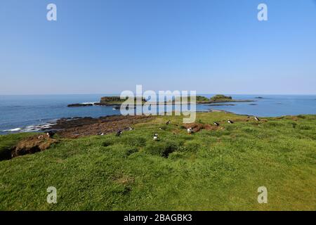 Una colonia de Puffin del Atlántico (Fraterncula arctica) en la isla de Lunga, las islas Treshnish, Hébridas Interiores, Escocia, Reino Unido Foto de stock