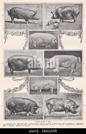 Fotografías en blanco y negro de la época de las razas inglesas de cerdos de 1900. Foto de stock