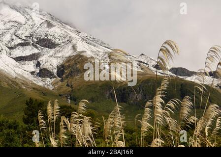 Taranaki (Monte Egmont) con pendientes cubiertas de nieve y cañas en primer plano Foto de stock