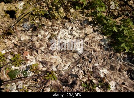 Restos de conservación de la fauna silvestre (sacrificio de ciervos) en tierras agrícolas en Gran Bretaña, Inglaterra, Reino Unido, Europa Foto de stock