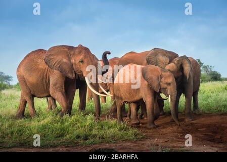 Manojo de elefantes rojos africanos en la sabana, viaje África Kenya safari tours en Tanzania, familia de elefantes en la naturaleza en Uganda Tsavo este, Ambosel Foto de stock