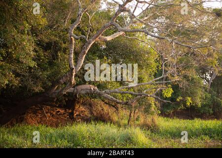 Un Jaguar (Panthera onca) descansando sobre un árbol sobre el agua en el Pantanal de Brasil