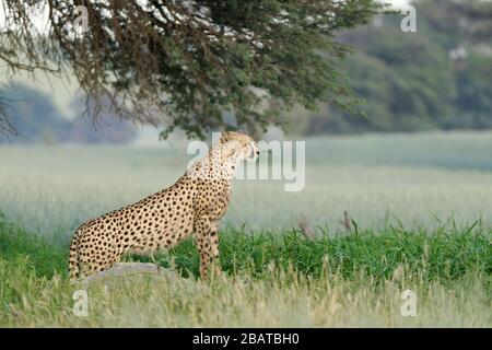 Cheetah (Acinonyx jubatus), joven adulto masculino, de pie en el pozo de agua, alerta, Parque transfronterizo Kgalagadi, Cabo Norte, Sudáfrica, África Foto de stock