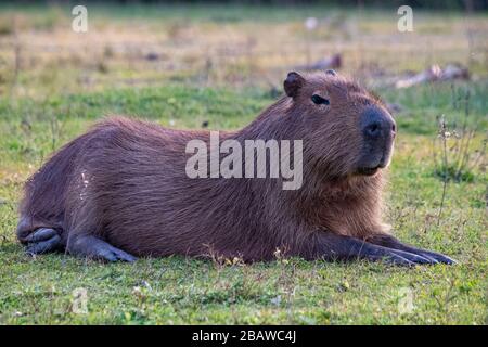 Capybara, Parque Nacional Iberá, Argentina Fotografía de stock - Alamy