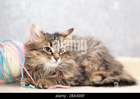 El gato sin pelo esponjoso se encuentra junto a una gran maraña de lana. Foto de stock
