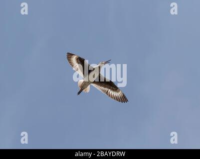 Willet (Tringa semipalmata) volando en un cielo azul, Galvestone Island, Texas, Estados Unidos