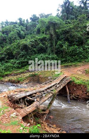 Cruce el puente de madera en el bosque de café salvaje de Mankira en la región de Kaffa en Etiopía.