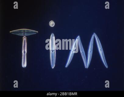 Las diatomeas del mar bajo el microscopio 100x