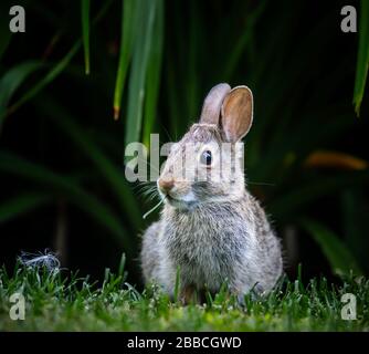 Conejo Cottontail Oriental, (Sylvilagus floridanus), hierba para comer, Manitoba, Canadá Foto de stock