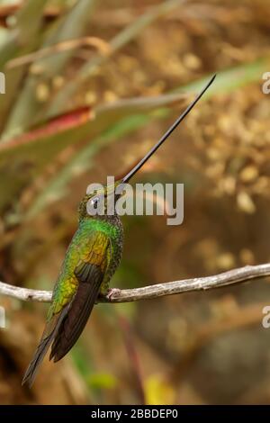 Colibrí de pico espada (Ensifera sensifera) encaramado en una rama de la cordillera de los Andes en Colombia. Foto de stock