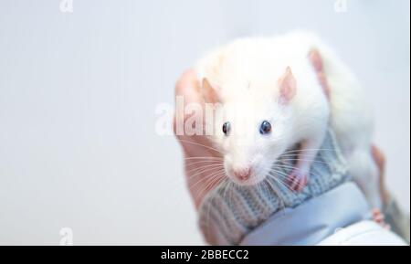 una rata blanca de laboratorio a las manos de los cuidadores